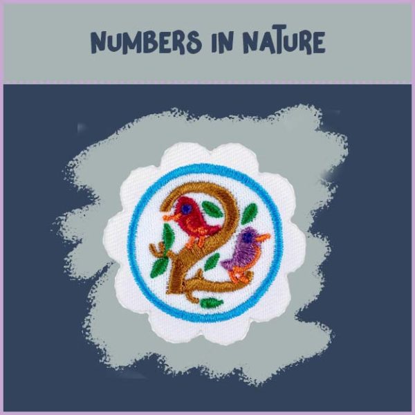 Daisy - Math in Nature - Image 3