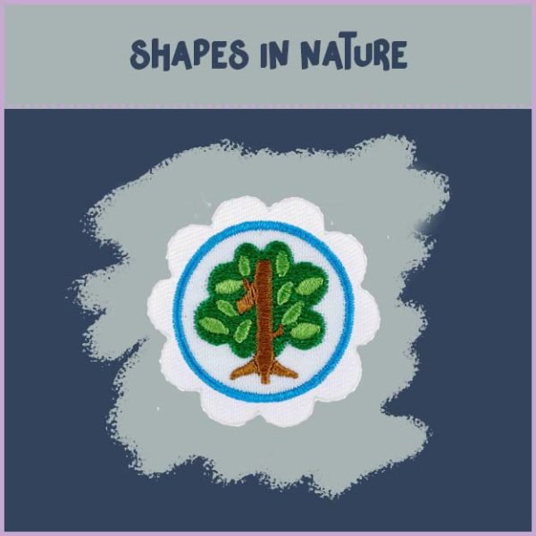 Daisy - Math in Nature - Image 2